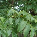 Pterocarya fraxinifolia feuille